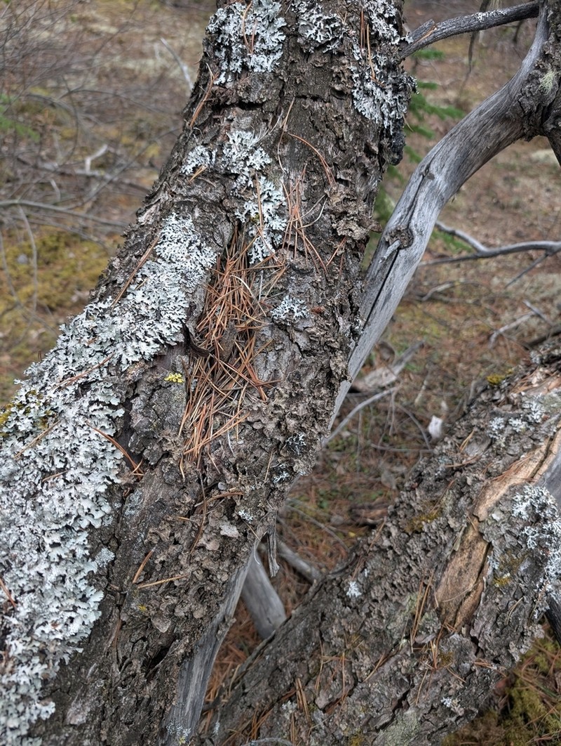 Hall's Lung Lichen