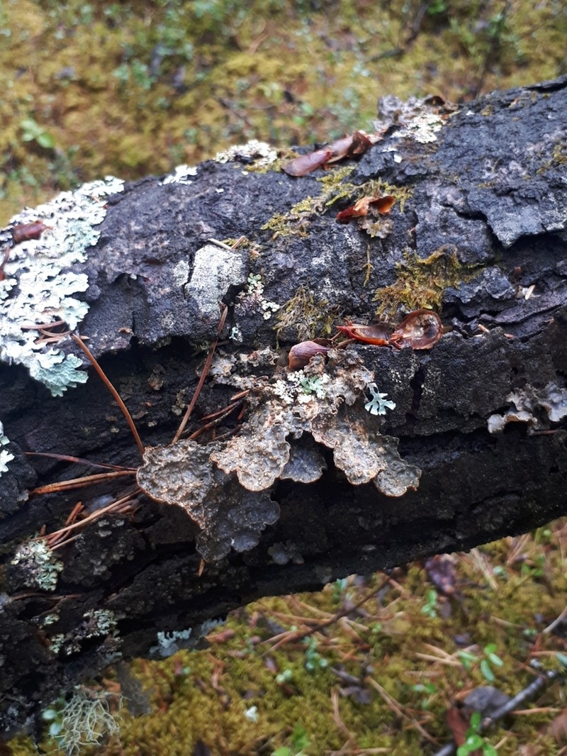 Hall's Lung Lichen photo 2