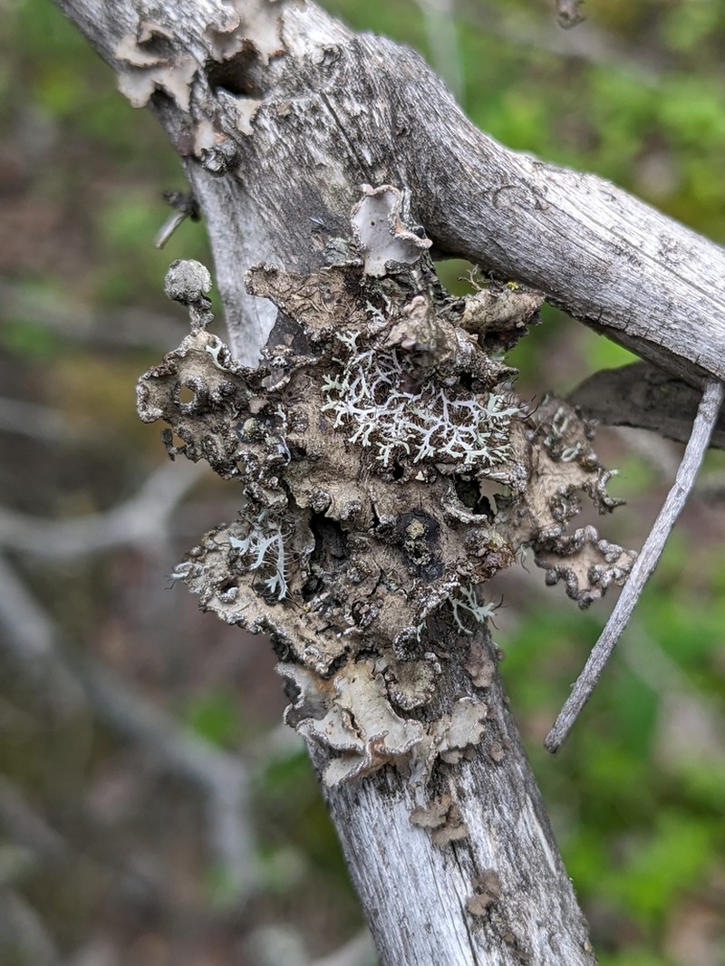 Hall's Lung Lichen photo 3