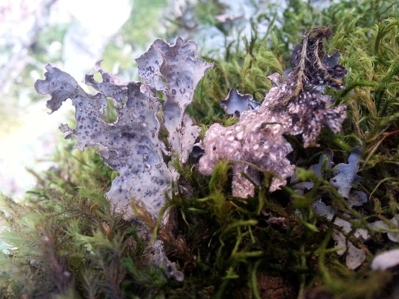 Hall's Lung Lichen photo 4