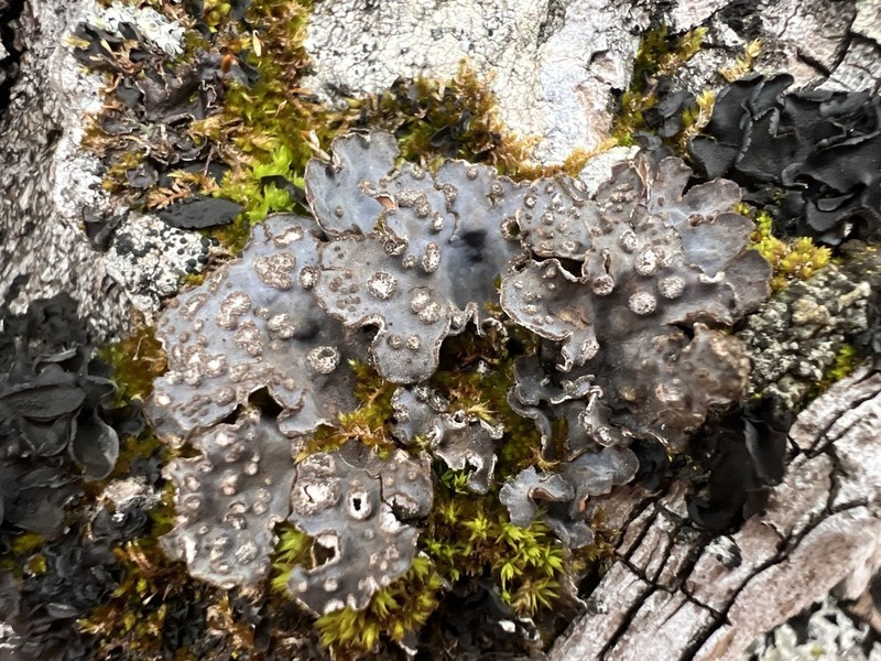 Hall's Lung Lichen photo 5