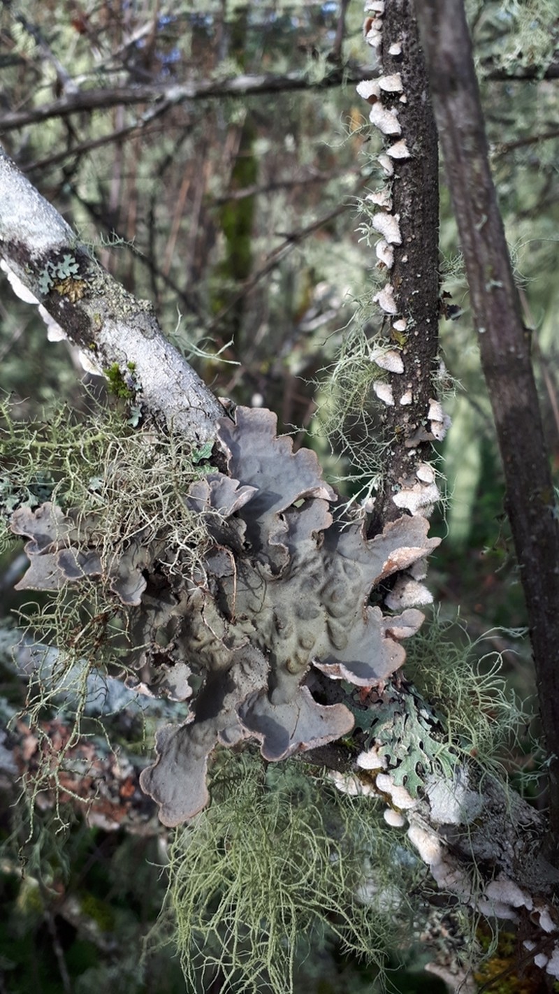 Hall's Lung Lichen photo 6