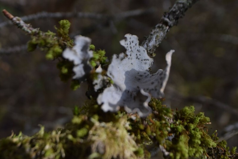 Hall's Lung Lichen photo 7