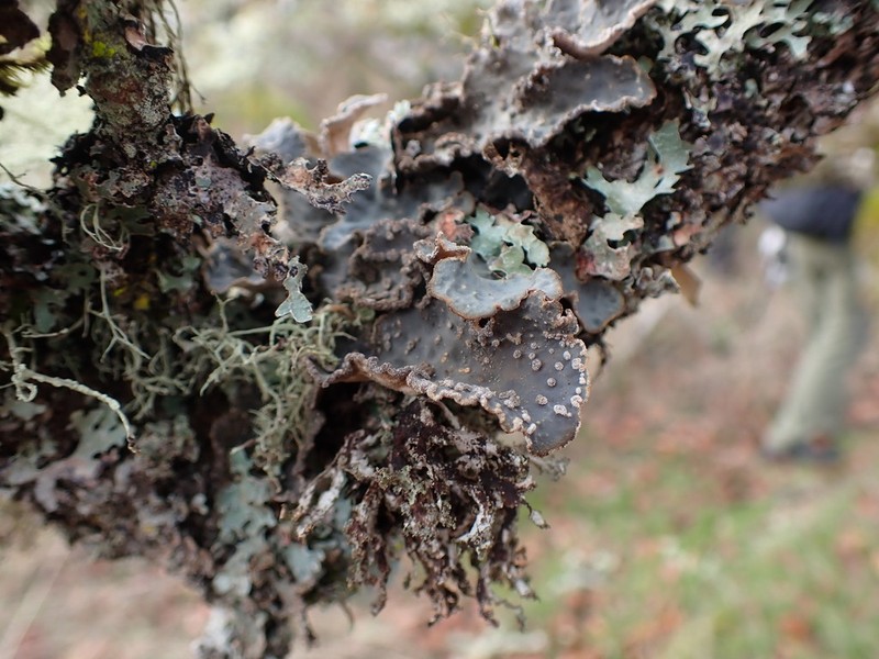 Hall's Lung Lichen photo 8