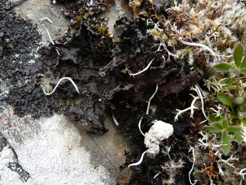 Lung Lichen