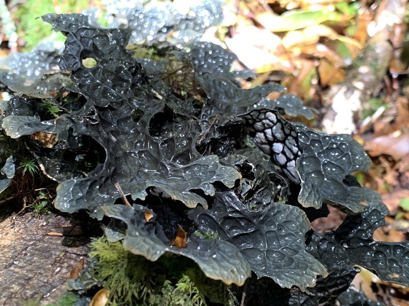 Lung Lichen photo 2