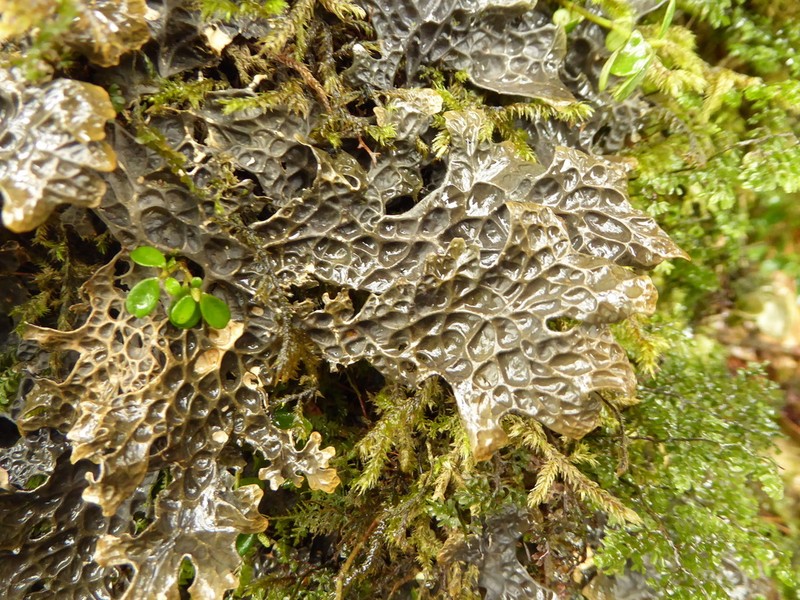 Lung Lichen photo 3