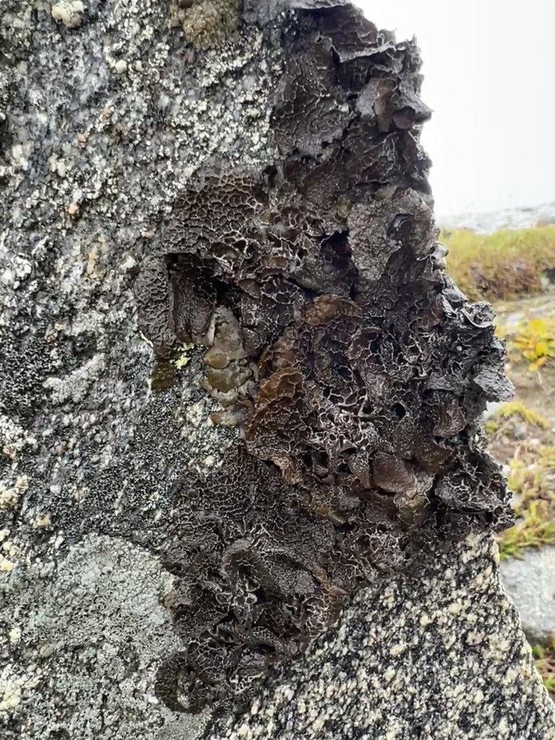 Lung Lichen photo 4