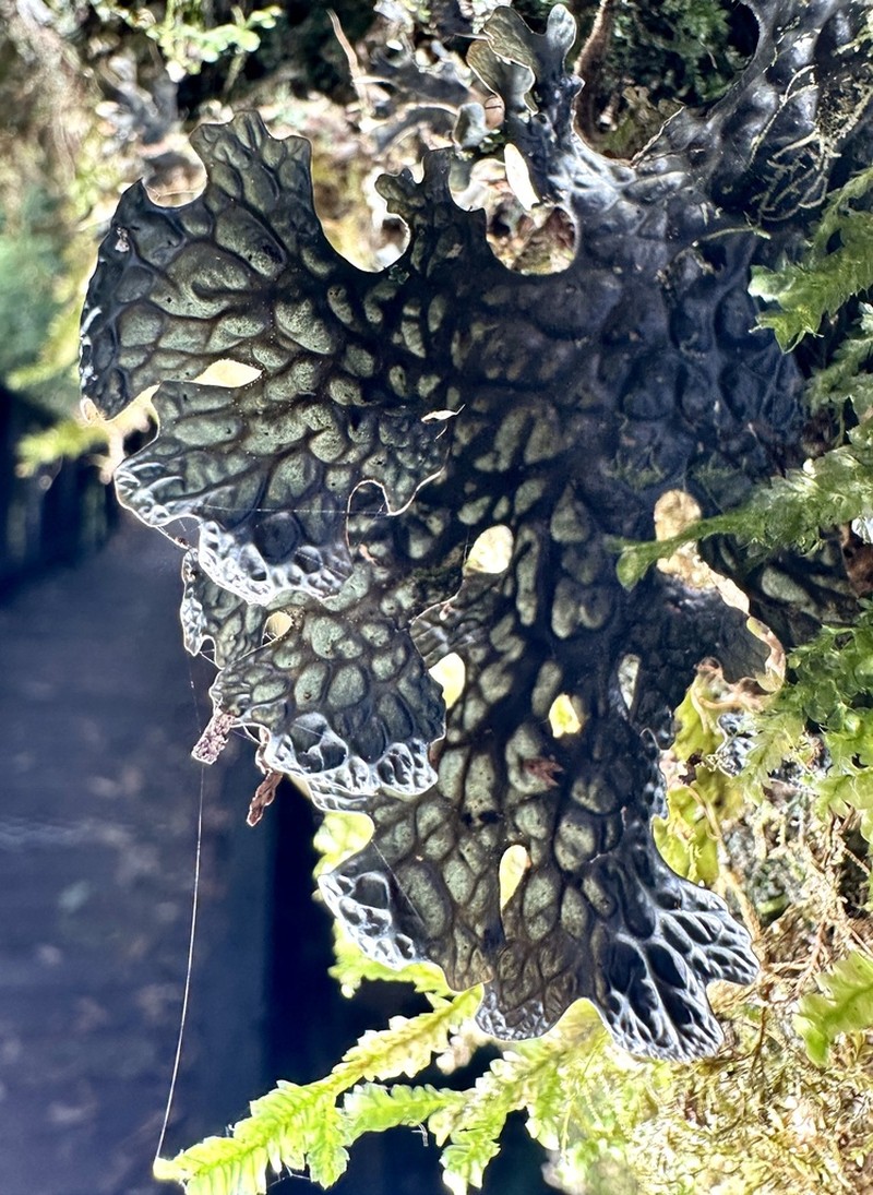 Lung Lichen photo 5