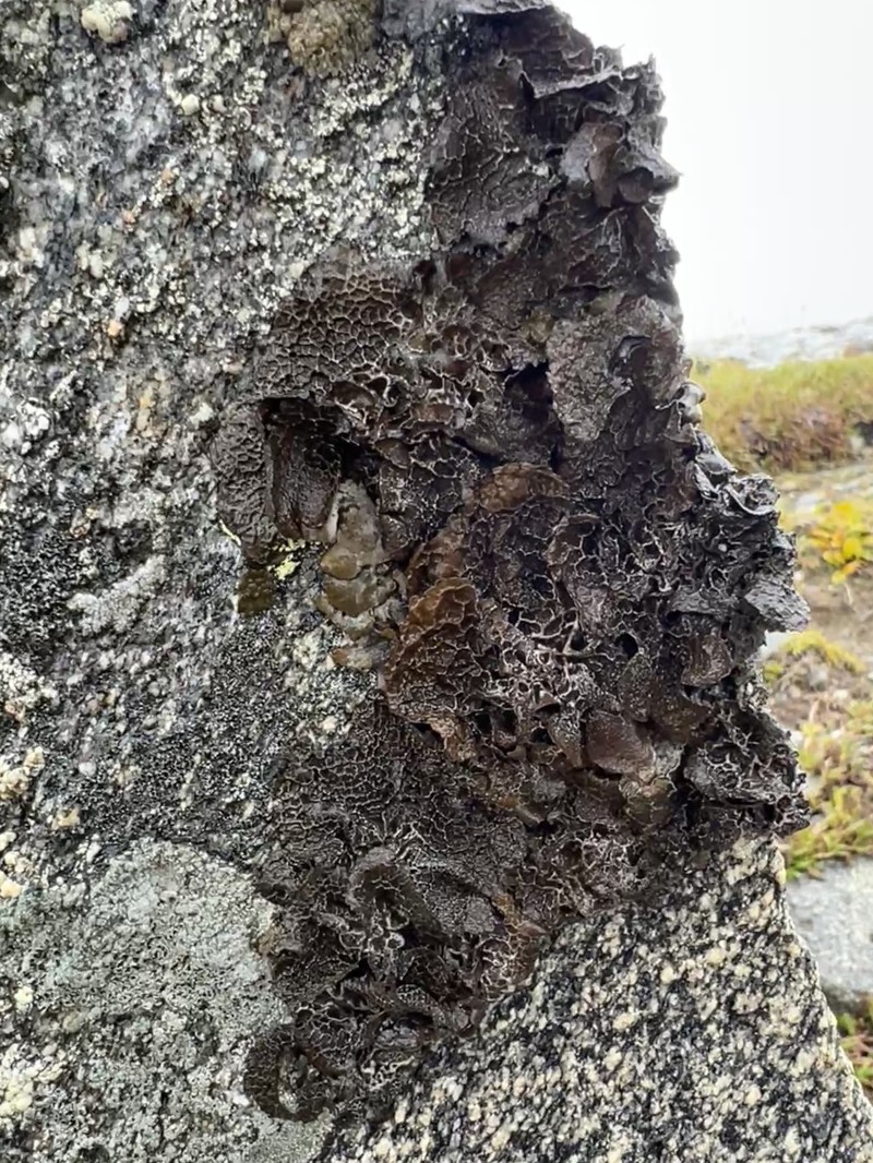 Lung Lichen photo 6