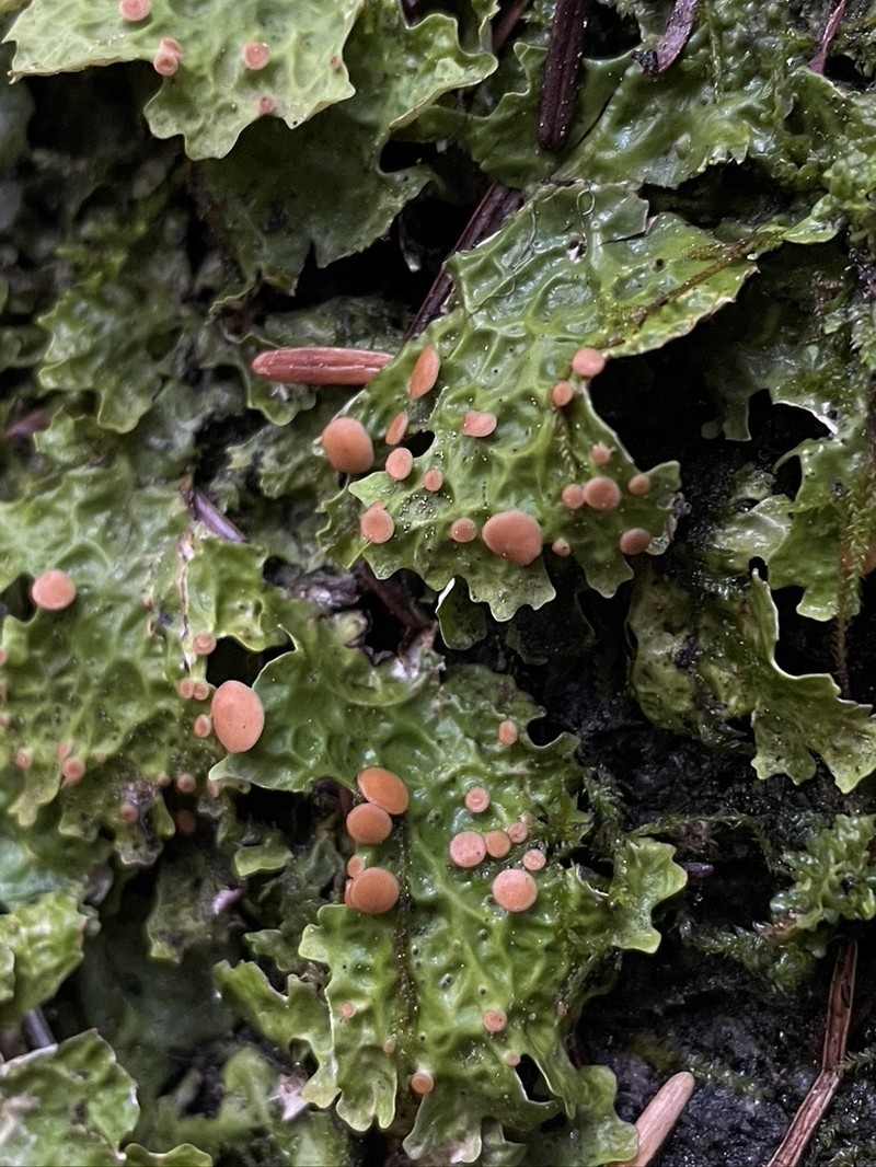 Lung Lichen