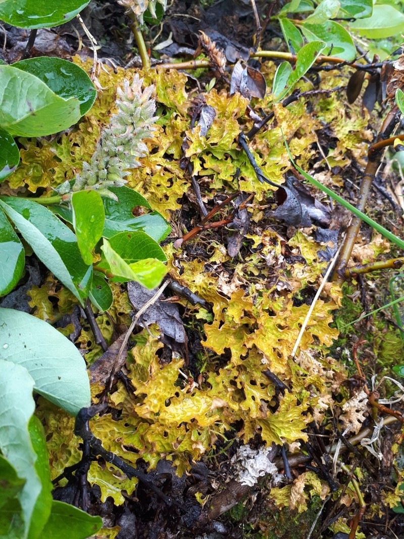 Lung Lichen photo 2