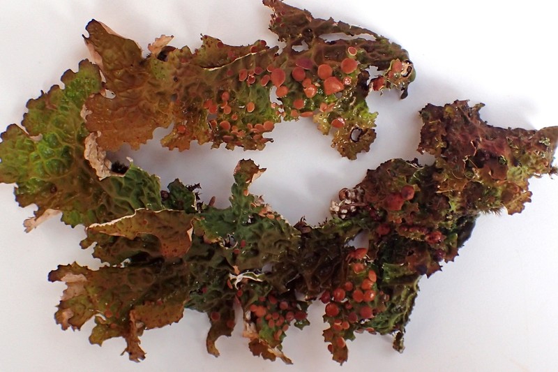 Lung Lichen photo 3