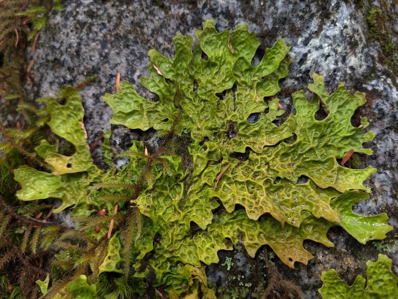 Lung Lichen photo 4