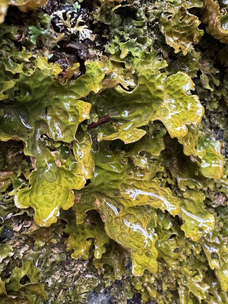 Lung Lichen photo 5