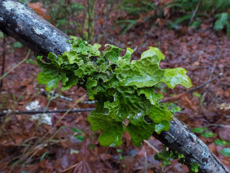 Lung Lichen photo 6