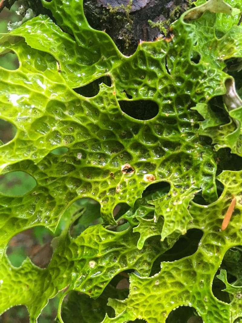 Lung Lichen photo 7