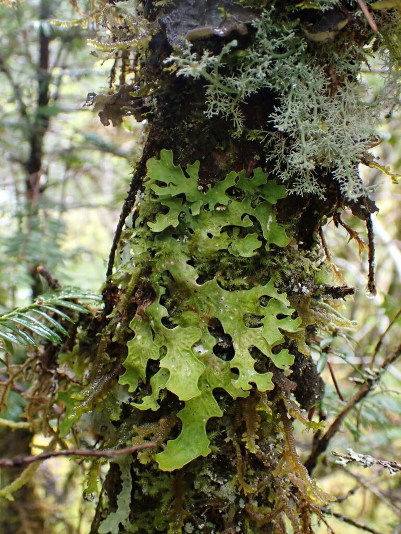 Lung Lichen photo 8