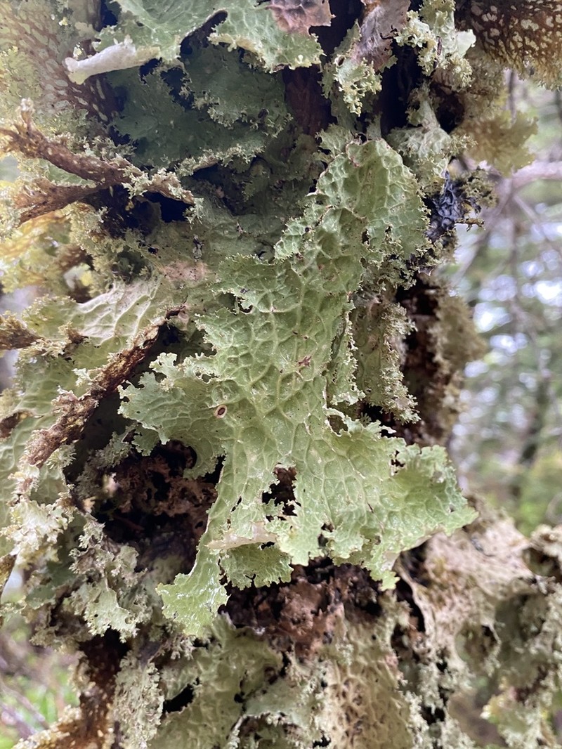 Oregon Lung Lichen