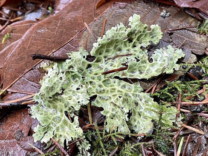 Oregon Lung Lichen photo 2
