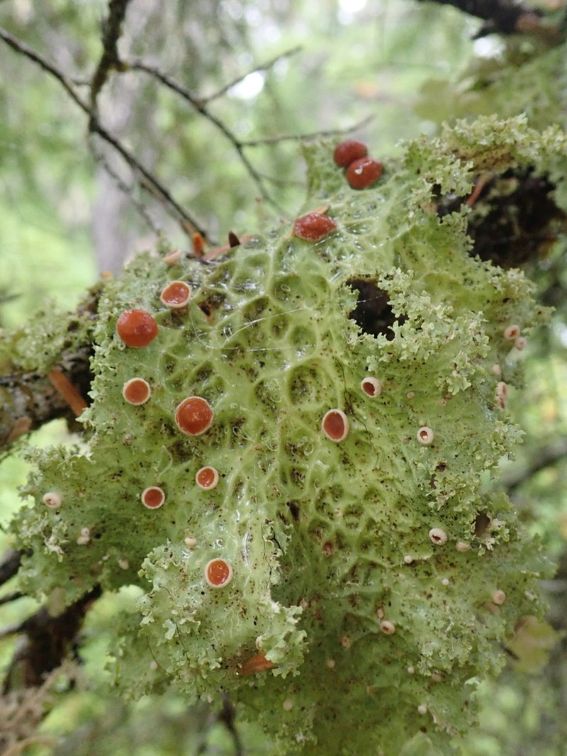 Oregon Lung Lichen photo 3