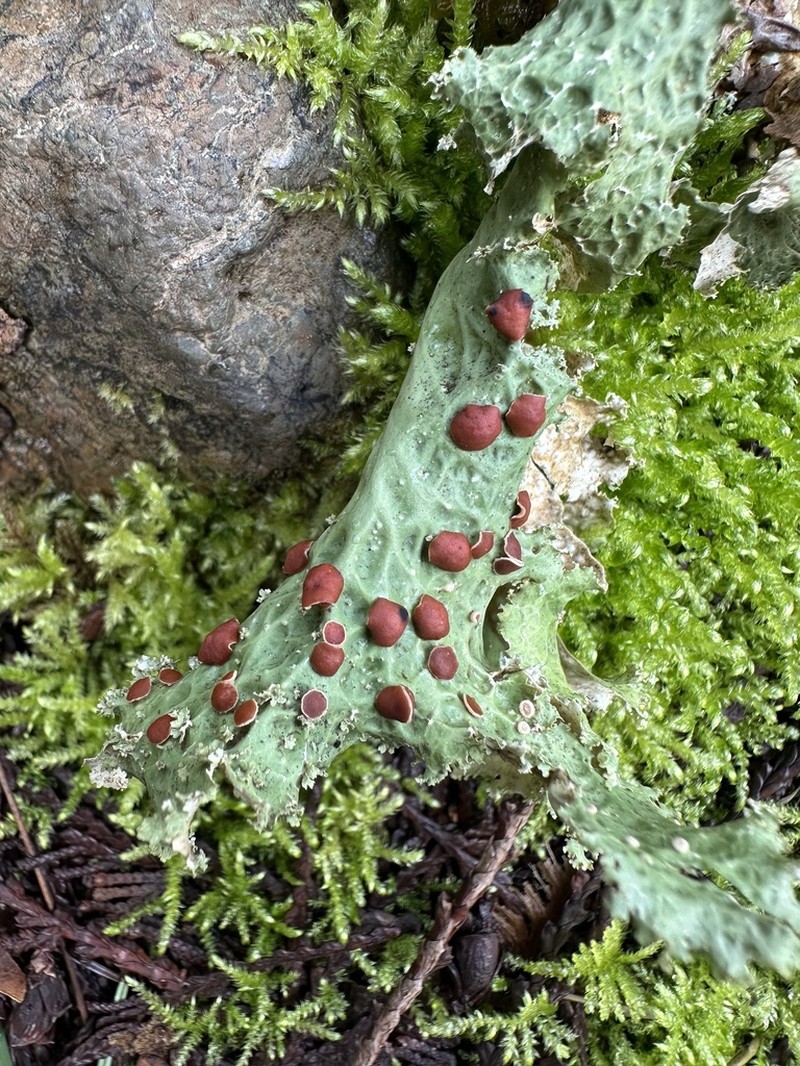 Oregon Lung Lichen photo 4