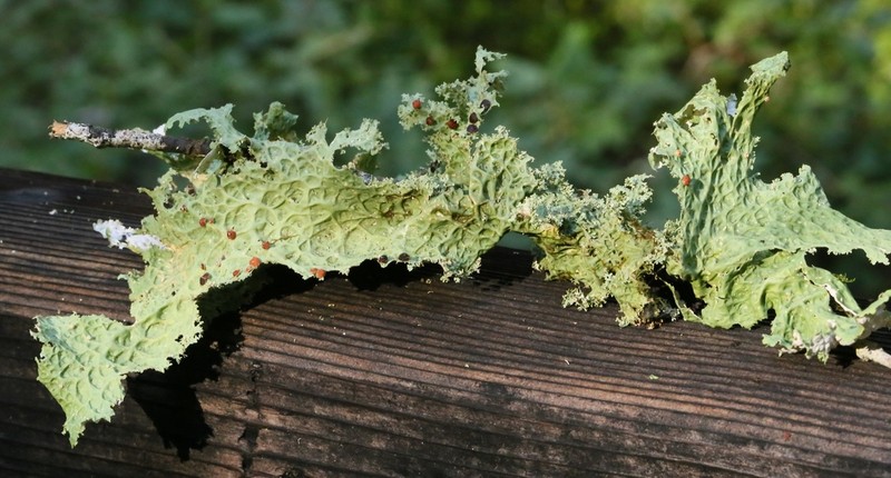 Oregon Lung Lichen photo 5