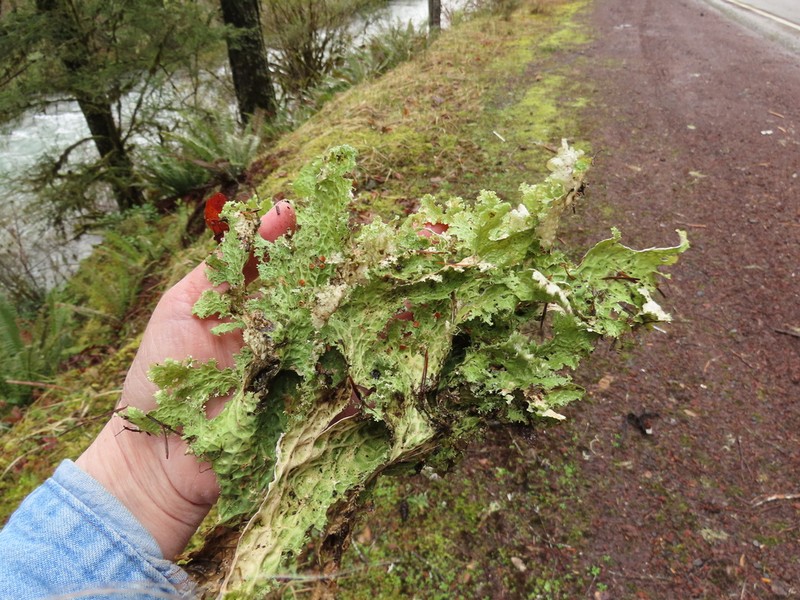 Oregon Lung Lichen photo 6