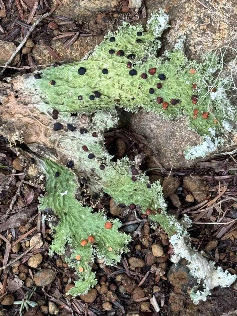 Oregon Lung Lichen photo 7
