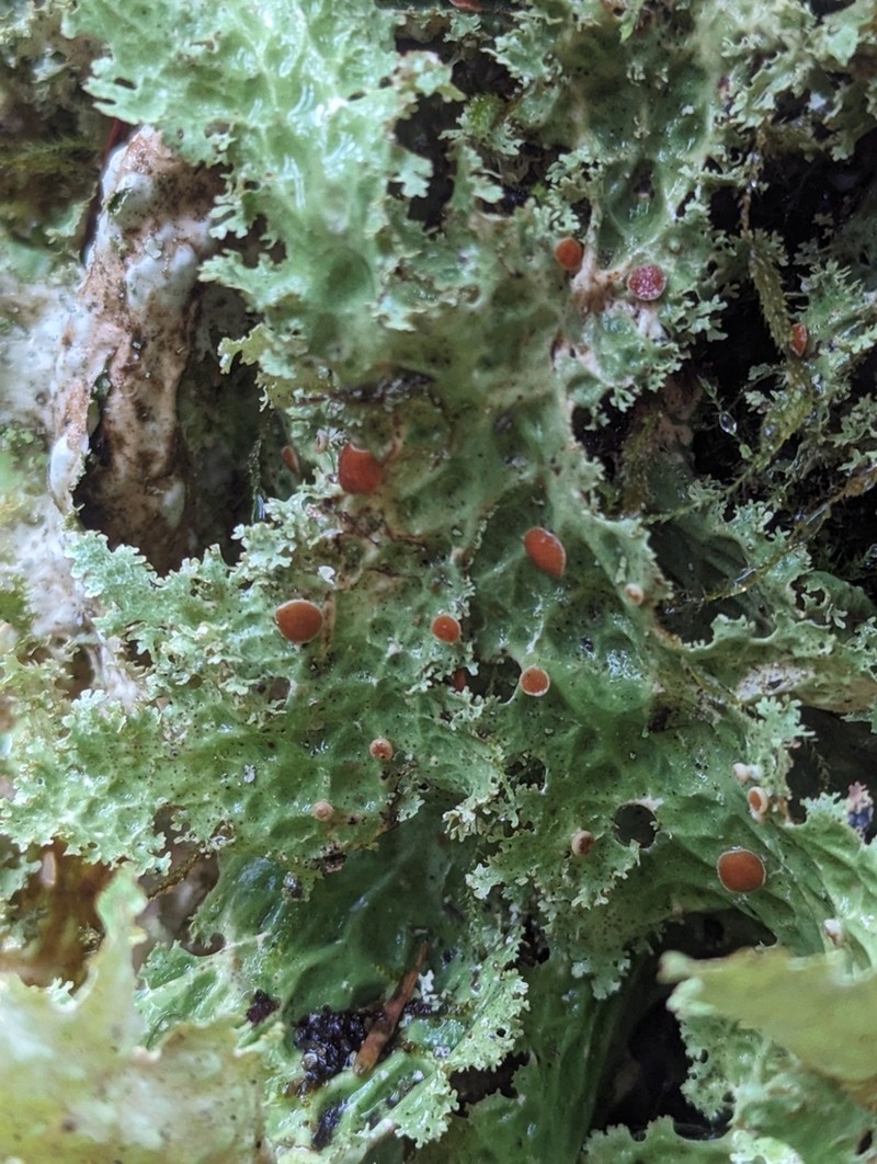 Oregon Lung Lichen photo 8