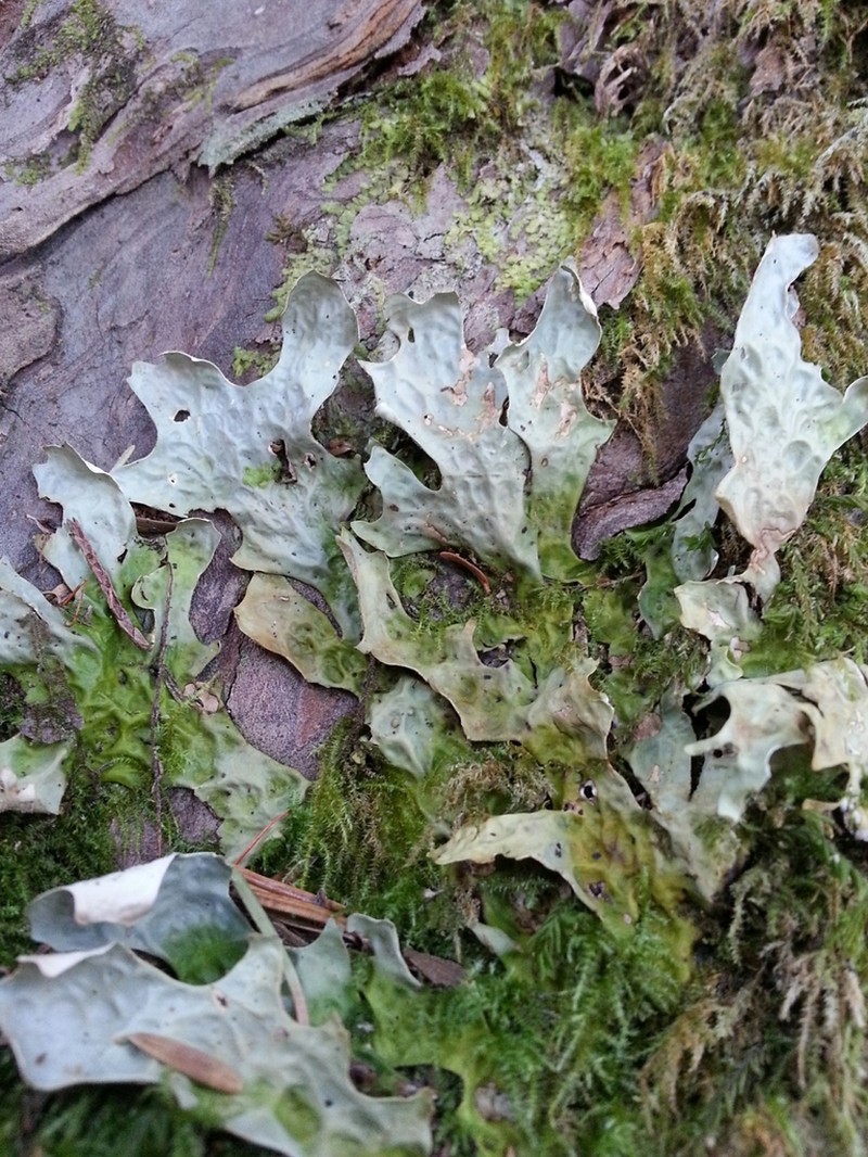 Lung Lichen