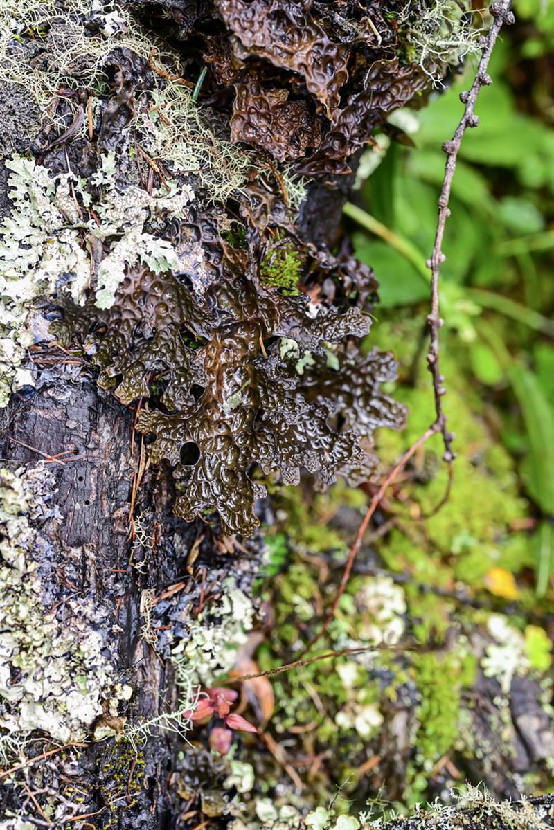Lung Lichen photo 2