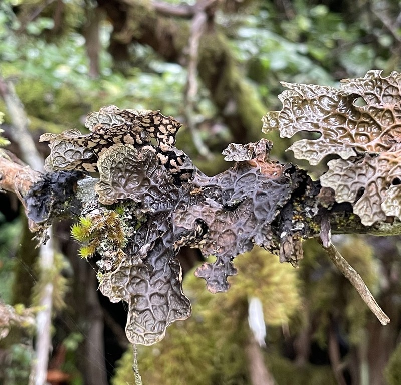 Lung Lichen photo 3