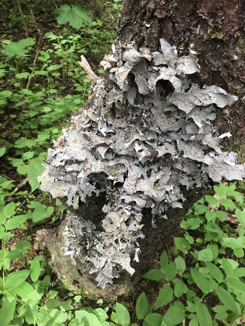 Lung Lichen photo 4