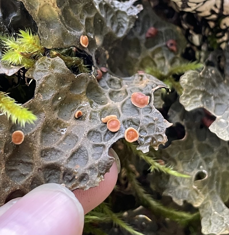 Lung Lichen photo 5