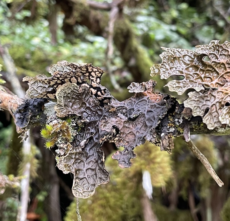 Lung Lichen photo 8