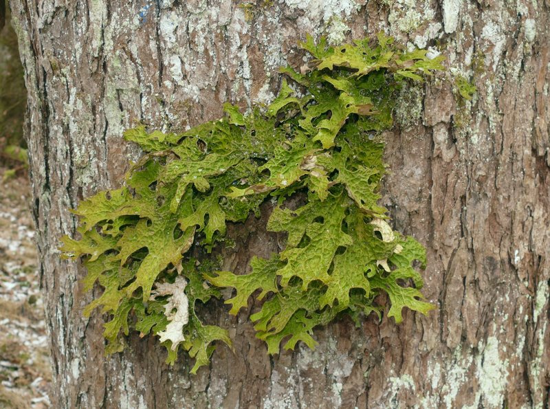 Lung Lichen