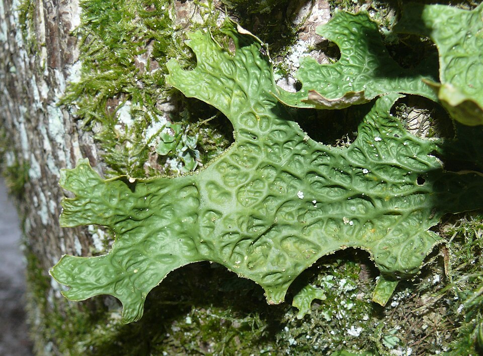 Lung Lichen photo 4