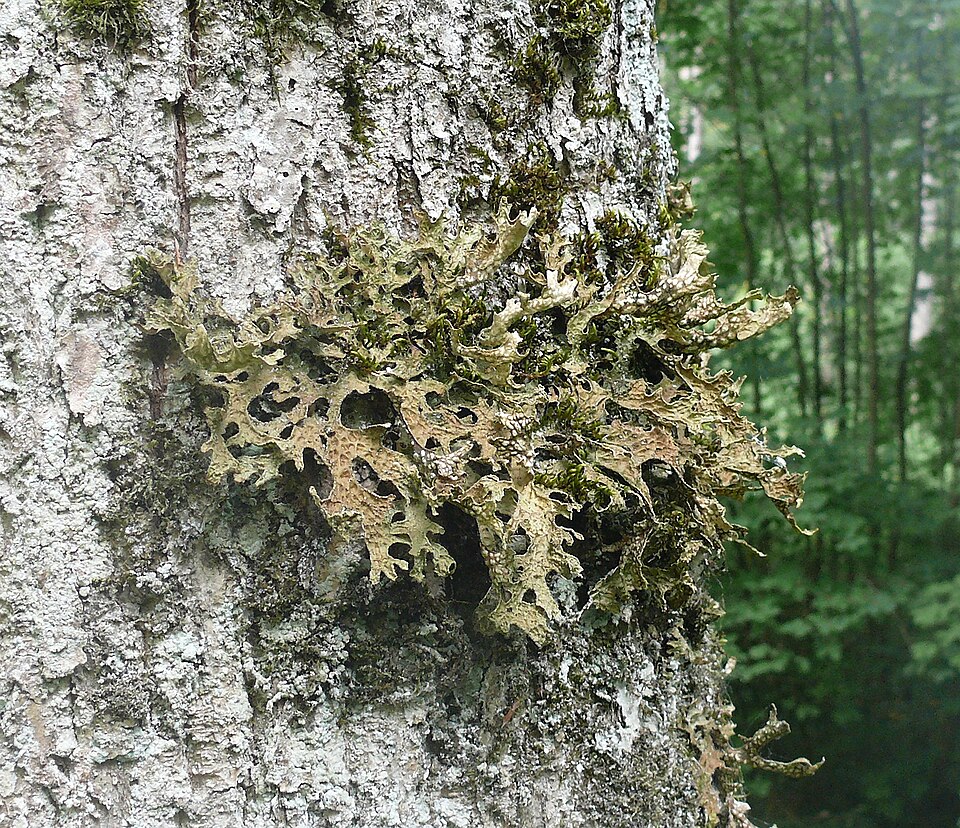 Lung Lichen photo 5
