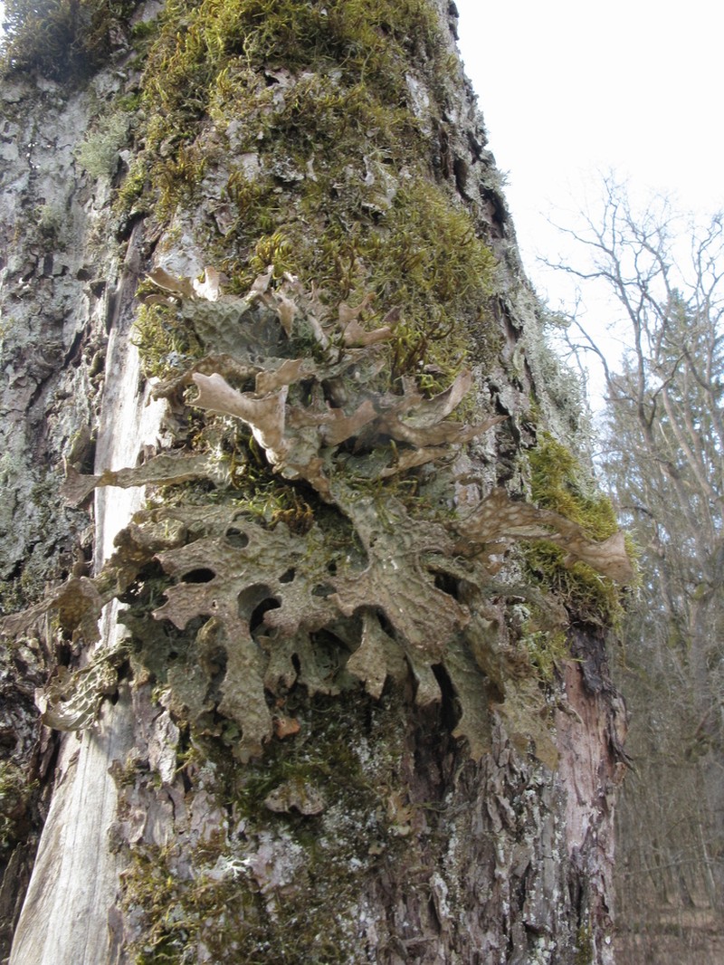 Lung Lichen photo 4
