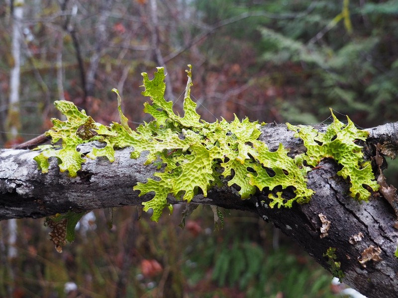 Lung Lichen photo 5