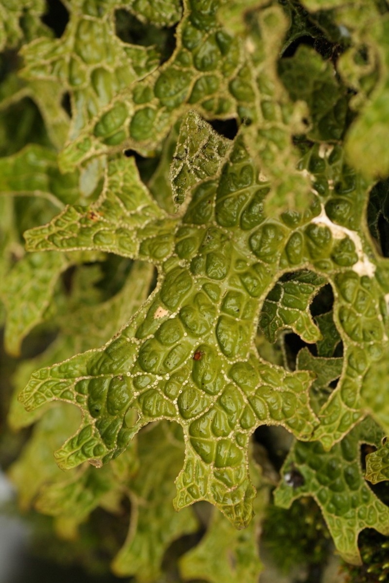 Lung Lichen photo 6