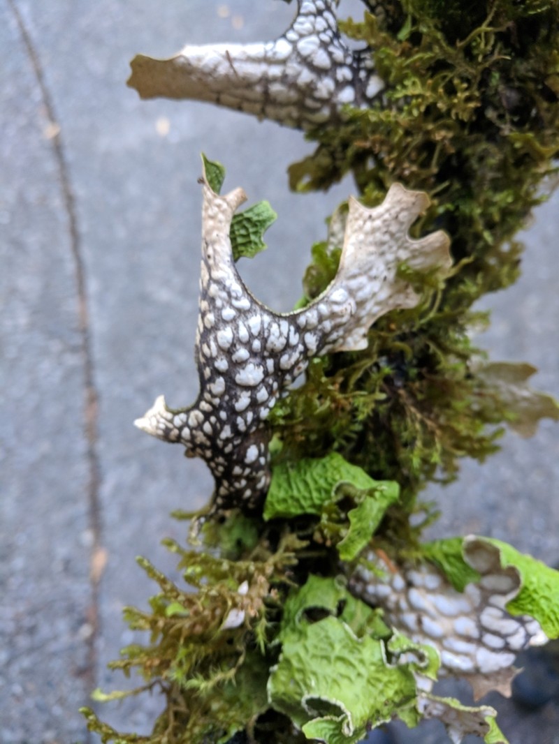 Lung Lichen photo 7