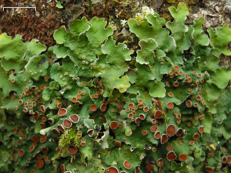 Lung Lichen