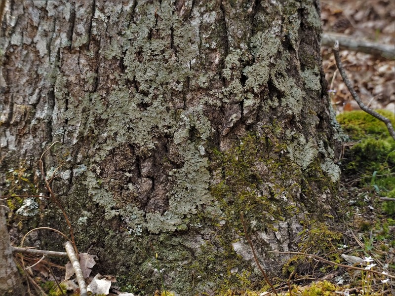 Ravenel's Lung Lichen