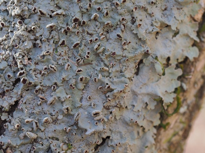 Ravenel's Lung Lichen photo 2