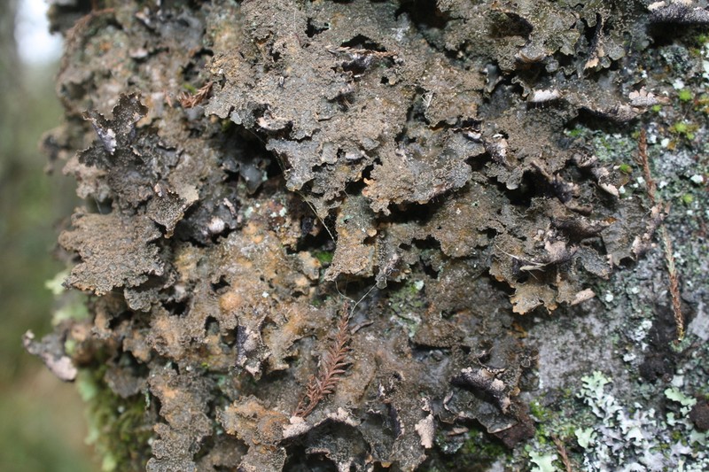 Lung Lichen