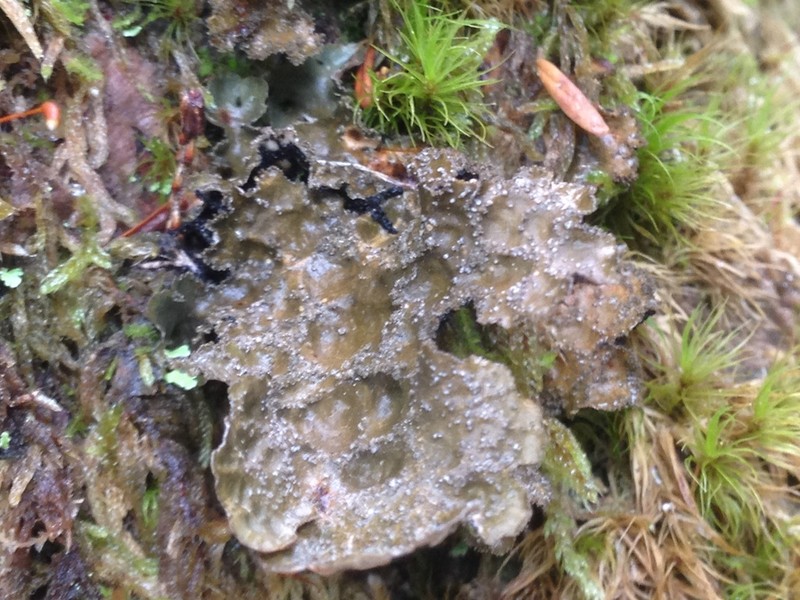 Lung Lichen photo 2