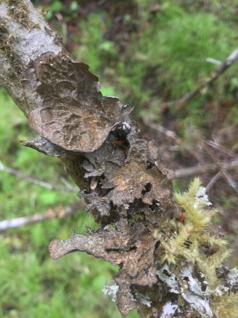 Lung Lichen photo 3