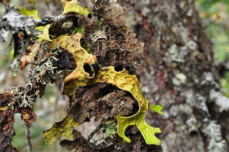 Lung Lichen photo 4